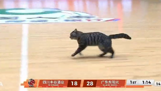 WC！陈国豪！太奇葩了...